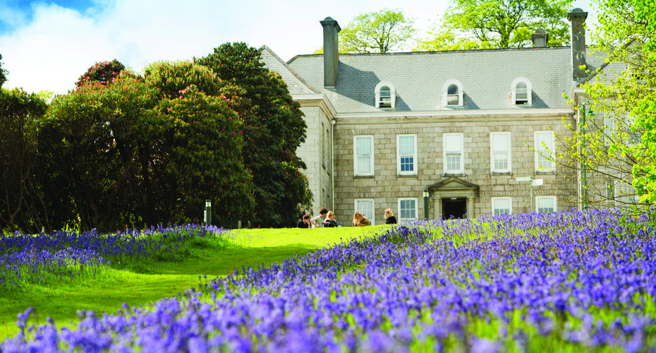 Tremough House Penryn Bluebells